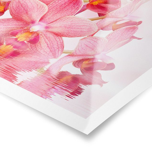 Posters Light Pink Orchid On Water