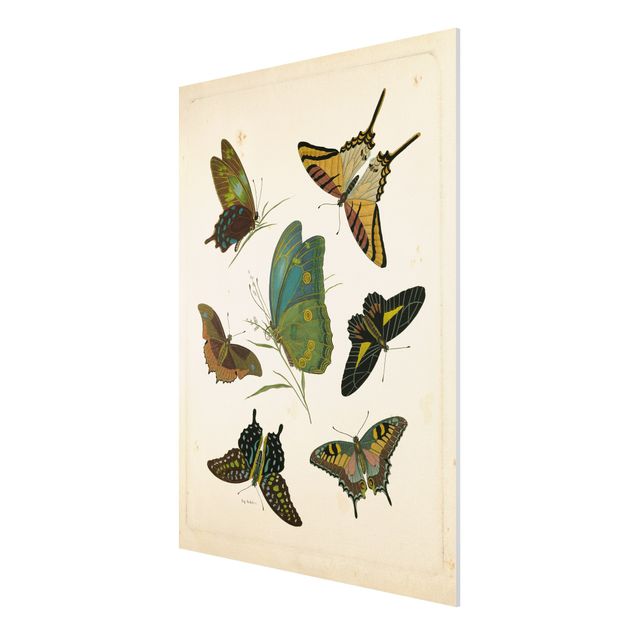 Forex schilderijen Vintage Illustration Exotic Butterflies