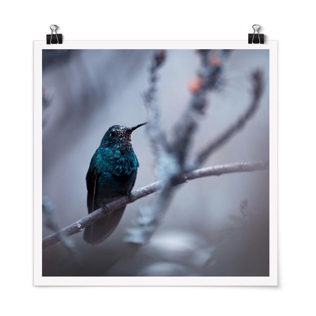 Posters Hummingbird In Winter