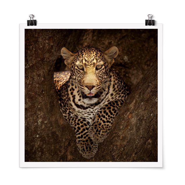 Posters Leopard Resting On A Tree