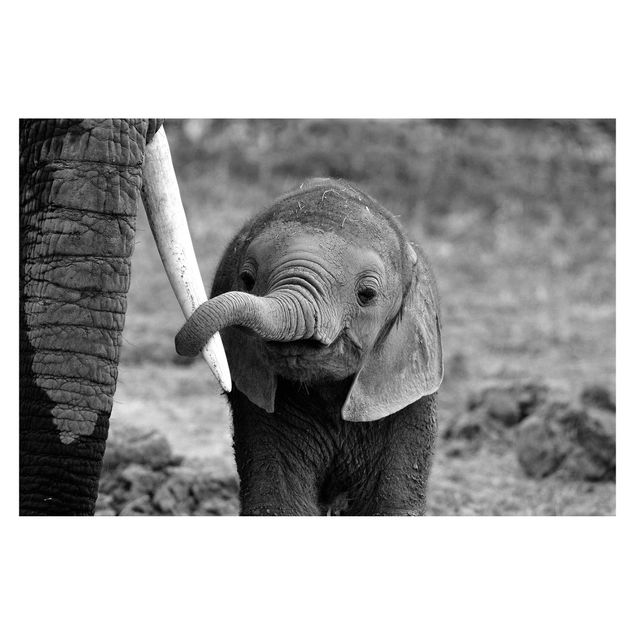 Fotobehang Baby Elephant
