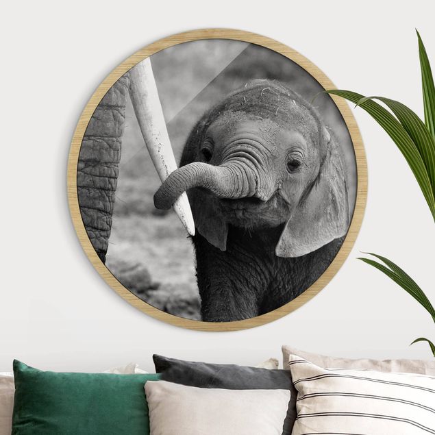 Runde gerahmte Bilder Baby Elephant