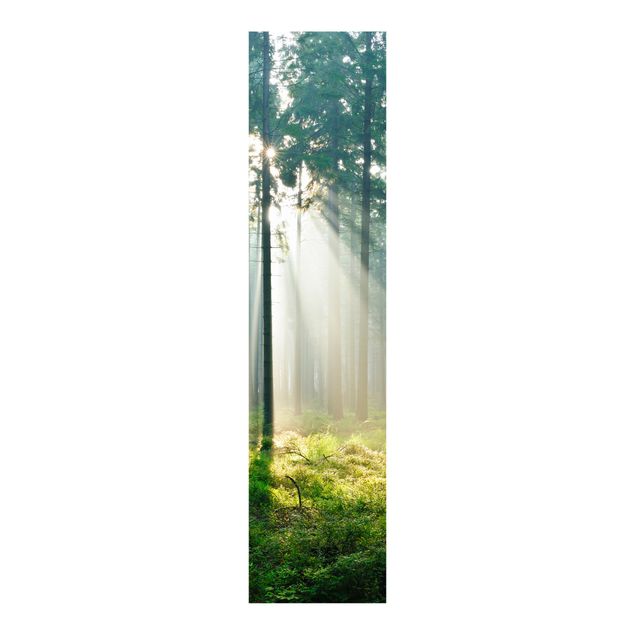 Schuifgordijnen Enlightened Forest
