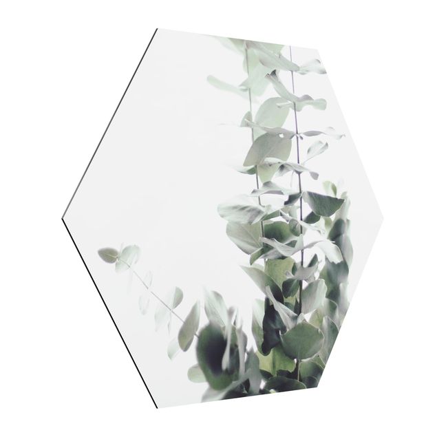 Hexagons Aluminium Dibond schilderijen Eucalyptus In White Light