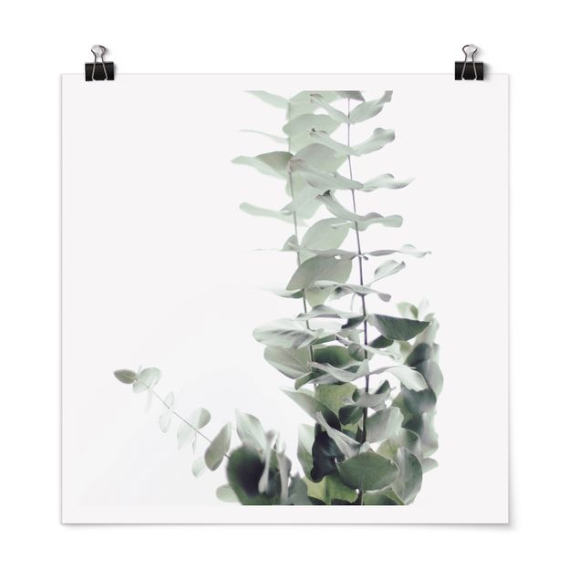 Posters Eucalyptus In White Light