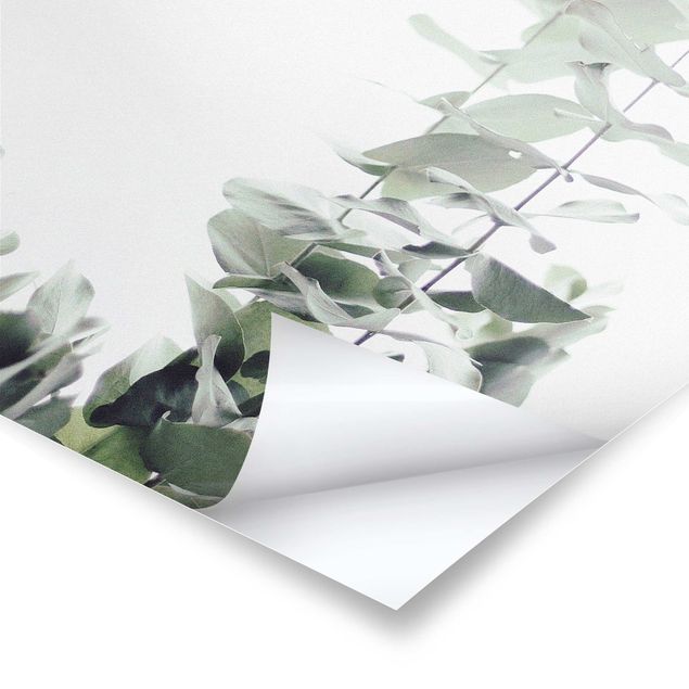 Posters Eucalyptus In White Light
