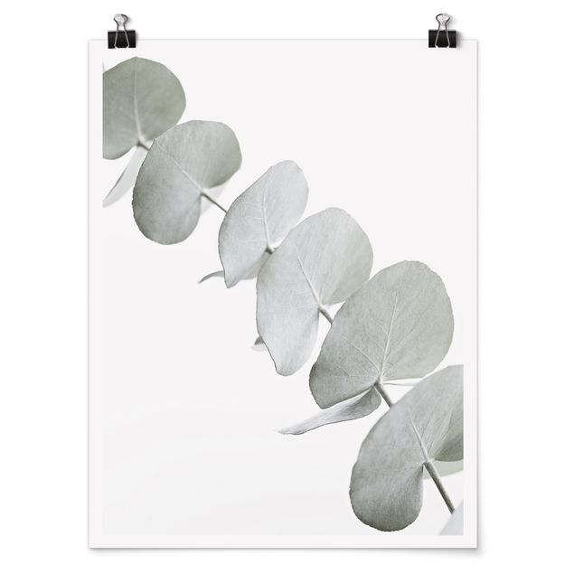 Posters Eucalyptus Branch In White Light