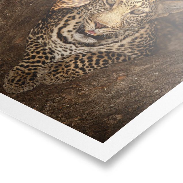 Posters Leopard Resting On A Tree