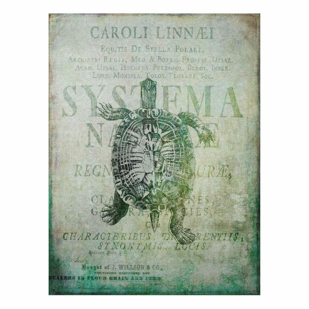 Aluminium Dibond schilderijen Vintage Collage - Antique Turtle