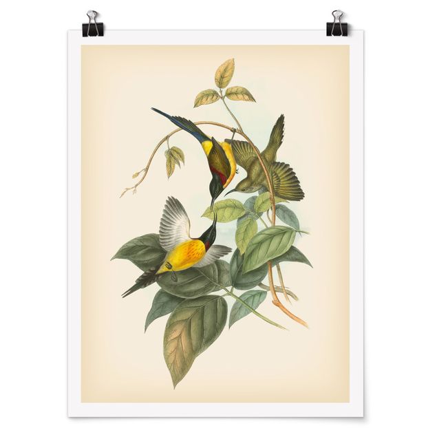 Posters Vintage Illustration Tropical Birds IV