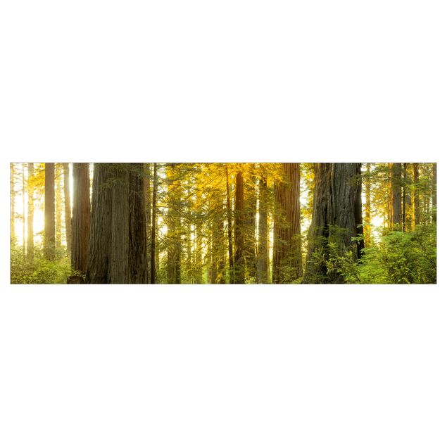 Keukenachterwanden Redwood National Park