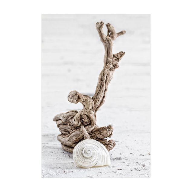 natuurlijk vloerkleed White Snail Shell And Root Wood