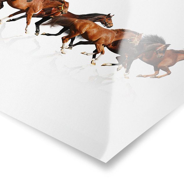 Posters Horse Herd
