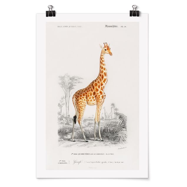 Posters Vintage Board Giraffe