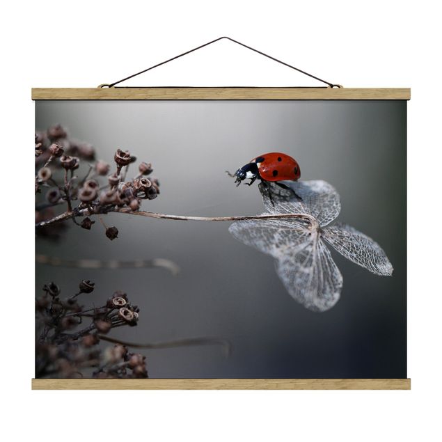Stoffen schilderij met posterlijst Ladybird On Hydrangea