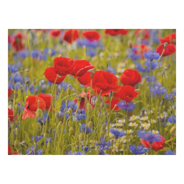 Houten schilderijen Summer Meadow With Poppies And Cornflowers