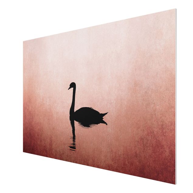 Forex schilderijen Swan In Sunset