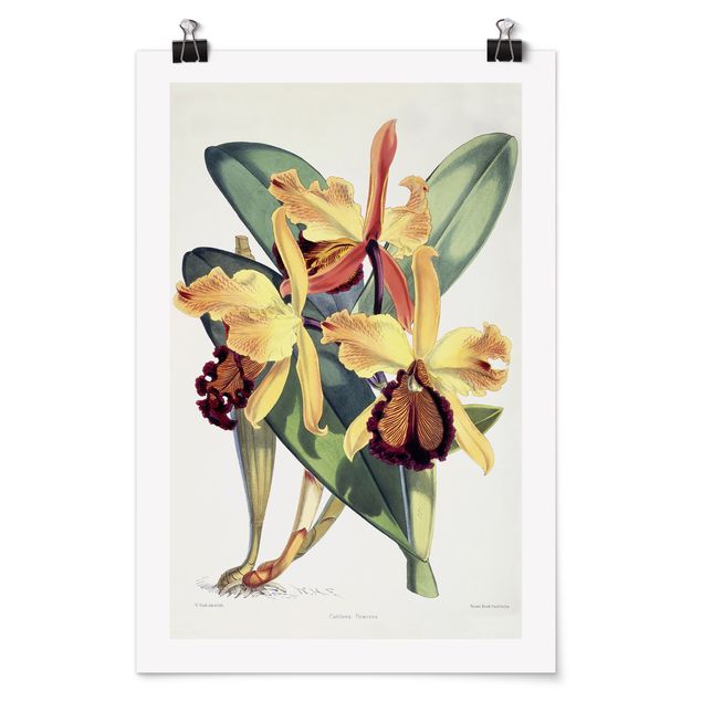 Posters Walter Hood Fitch - Orchid