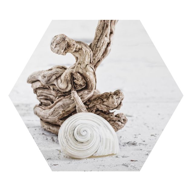 Hexagons Aluminium Dibond schilderijen White Snail Shell And Root Wood