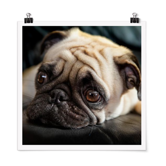 Posters Pensive Pug
