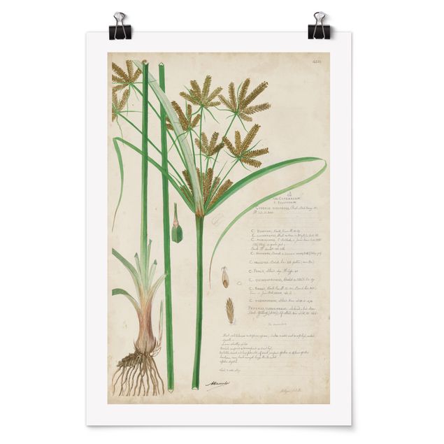 Posters Vintage Botany Drawing Grasses I