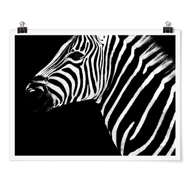 Posters Zebra Safari Art