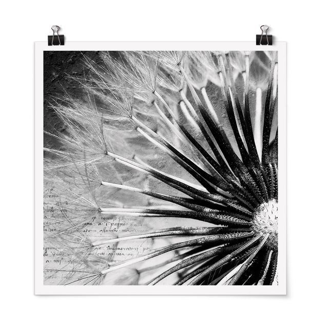 Posters Dandelion Black & White