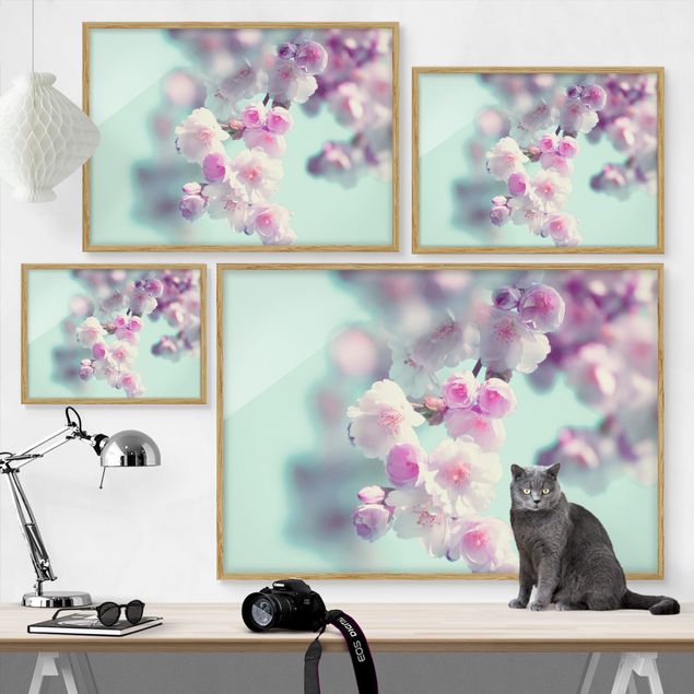 Ingelijste posters Colourful Cherry Blossoms
