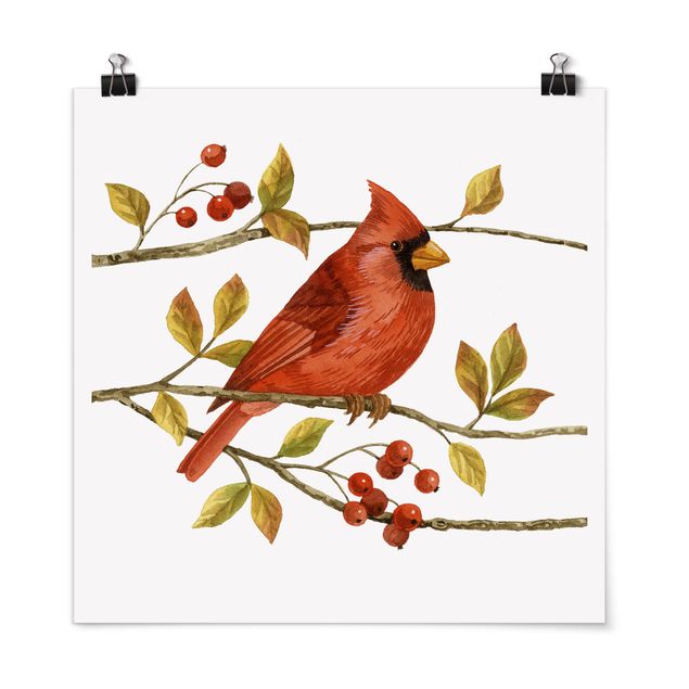 Posters Birds And Berries - Northern Cardinal