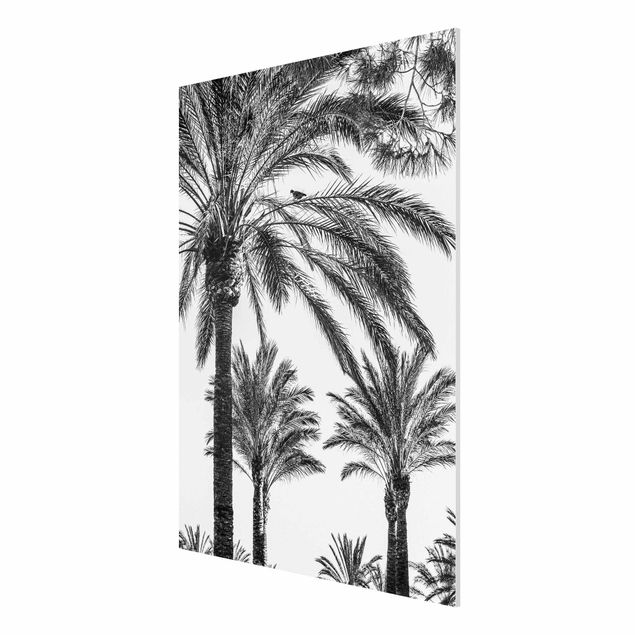Forex schilderijen Palm Trees At Sunset Black And White