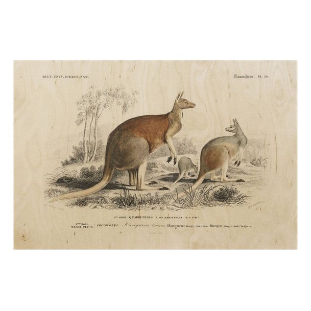 Houten schilderijen Vintage Board Kangaroo