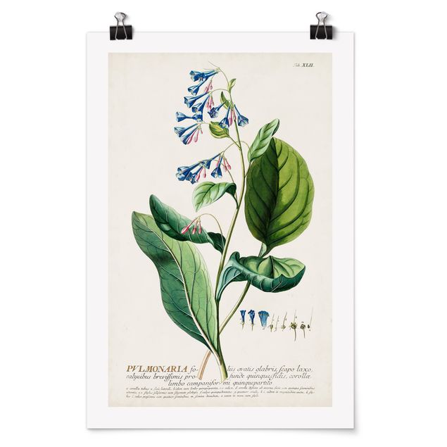 Posters Vintage Botanical Illustration Lungwort