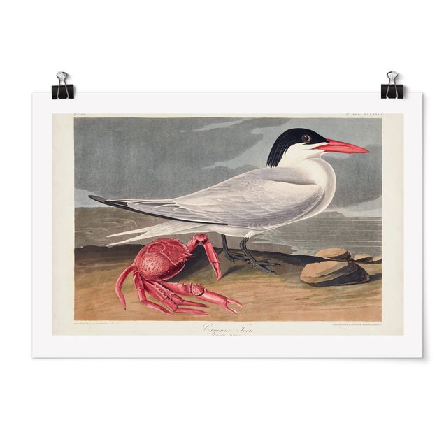 Posters Vintage Board Sandwich Tern
