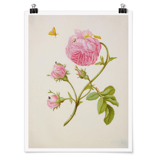 Posters Anna Maria Sibylla Merian - Wild Rose With Gracillariidae
