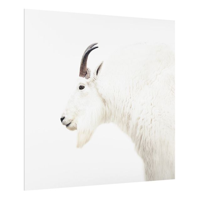 Spatscherm keuken White Mountain Goat