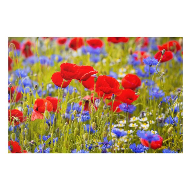 Forex schilderijen Summer Meadow With Poppies And Cornflowers