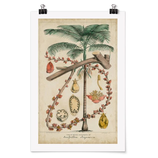 Posters Vintage Board Exotic Palms II