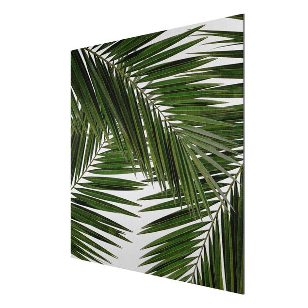 Aluminium Dibond schilderijen View Through Green Palm Leaves