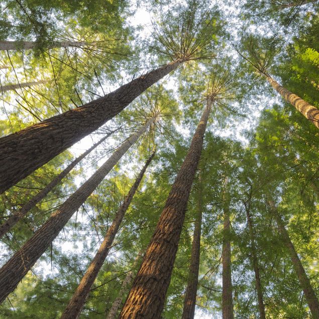 Tegelstickers Sequoia Tree Tops