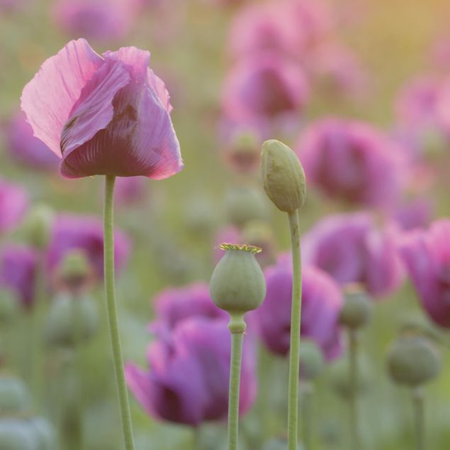 Tegelstickers Purple Poppy Flower Meadow In Spring