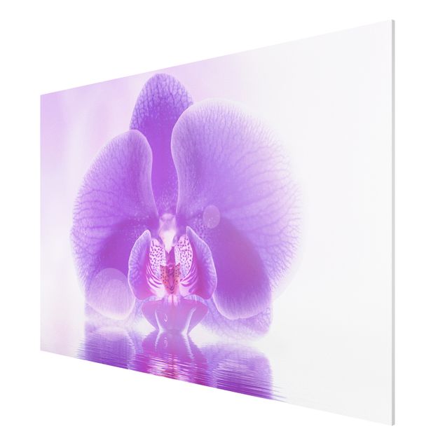Forex schilderijen Purple Orchid On Water