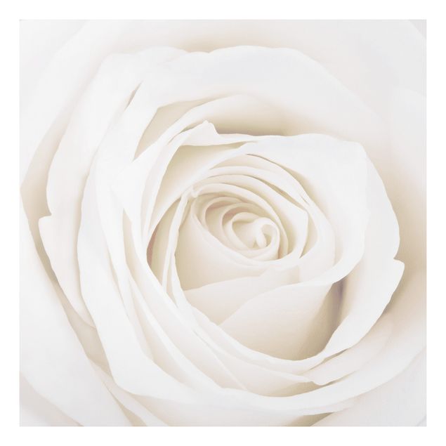 Forex schilderijen Pretty White Rose
