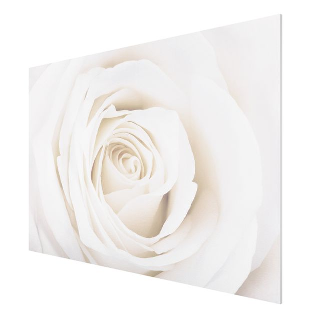 Forex schilderijen Pretty White Rose