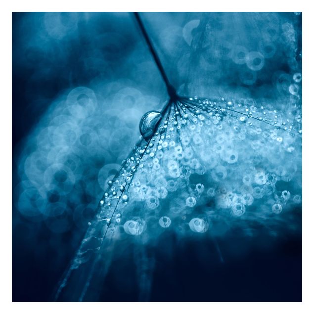 Fotobehang Blue Dandelion In The Rain