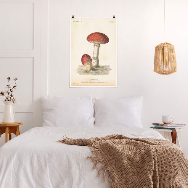Poster - French mushrooms II