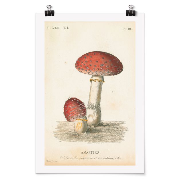 Poster - French mushrooms II