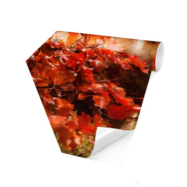 Hexagon Behang Fox In Autumn