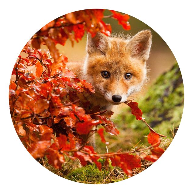 Behangcirkel Fox In Autumn