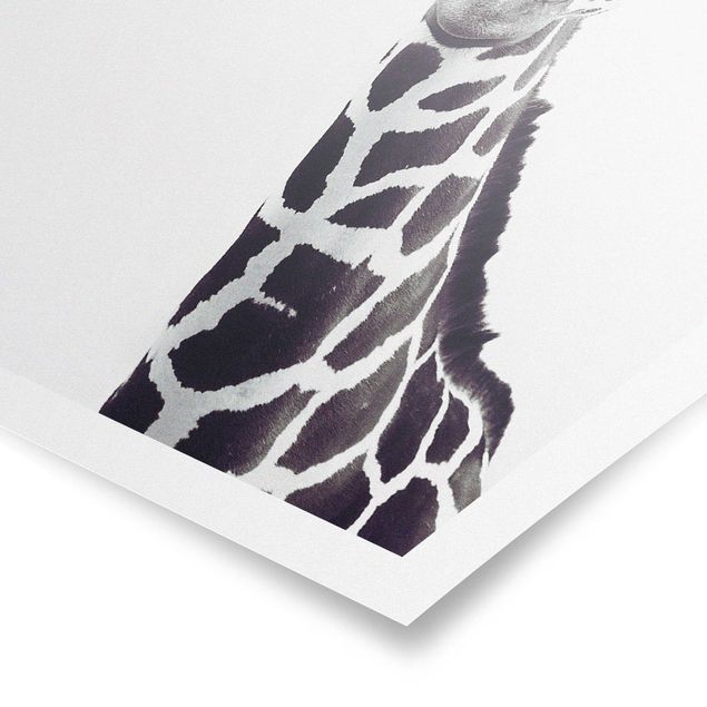 Posters Giraffe Portrait In Black And White