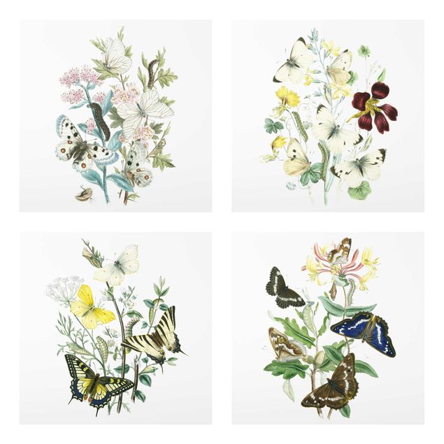 Glasschilderijen - 4-delig British Butterflies Set II